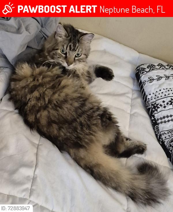 Lost Female Cat last seen Florida blvd and Atlantic blvd, Neptune Beach, FL 32266