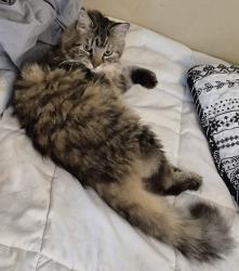 Lost Female Cat last seen Florida blvd and Atlantic blvd, Neptune Beach, FL 32266