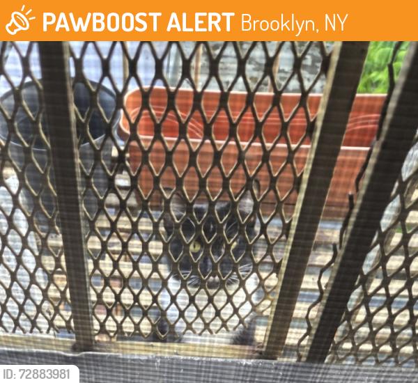 Found/Stray Unknown Cat last seen Bedford & Nostrand Avenues Roof/Backyard , Brooklyn, NY 11216
