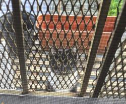 Found/Stray Unknown Cat last seen Bedford & Nostrand Avenues Roof/Backyard , Brooklyn, NY 11216