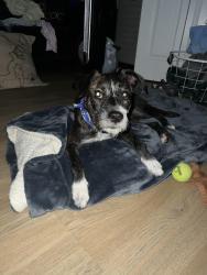 Reunited Male Dog last seen Garden ests, Miami, FL 33186