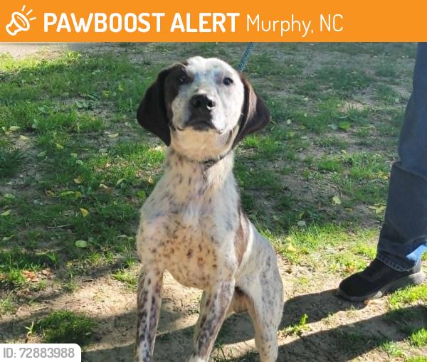 Found/Stray Male Dog last seen Hembree Road and Joe Brown Highway, Murphy, NC 28906
