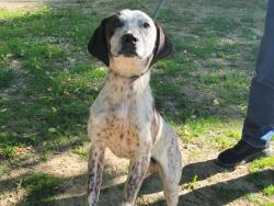 Found/Stray Male Dog last seen Hembree Road and Joe Brown Highway, Murphy, NC 28906
