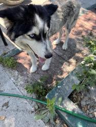 Found/Stray Female Dog last seen Felix street Fort Worth TX, Fort Worth, TX 76115