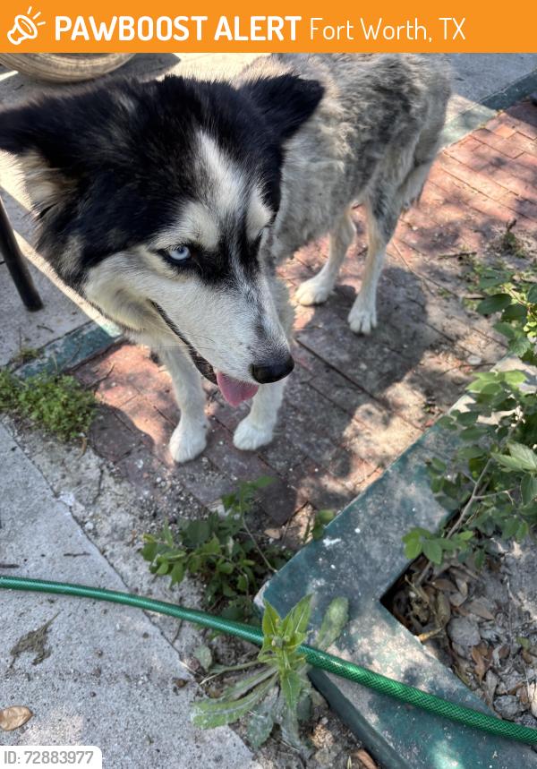 Found/Stray Female Dog last seen Felix street Fort Worth TX, Fort Worth, TX 76115
