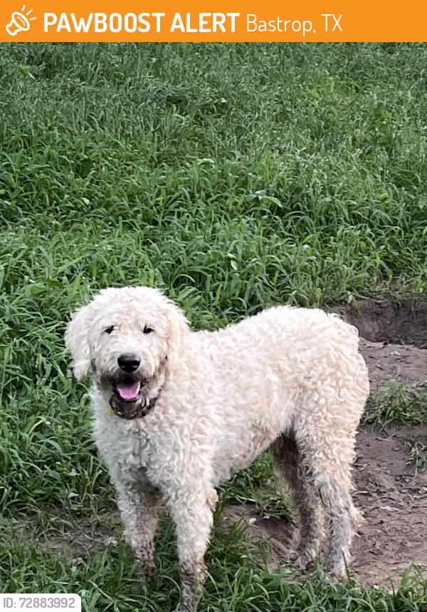 Found/Stray Male Dog last seen Hey 95 , Bastrop, TX 78602