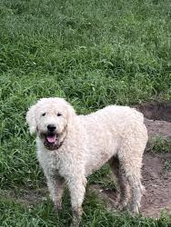 Found/Stray Male Dog last seen Hey 95 , Bastrop, TX 78602