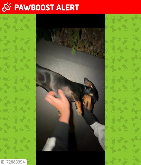 Lost Male Dog last seen Near Isabella st north Parramatta , North Parramatta, NSW 2151