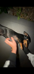 Lost Male Dog last seen Near Isabella st north Parramatta , North Parramatta, NSW 2151