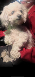 Found/Stray Unknown Dog last seen S. Long Beach Ave , Freeport, NY 11520