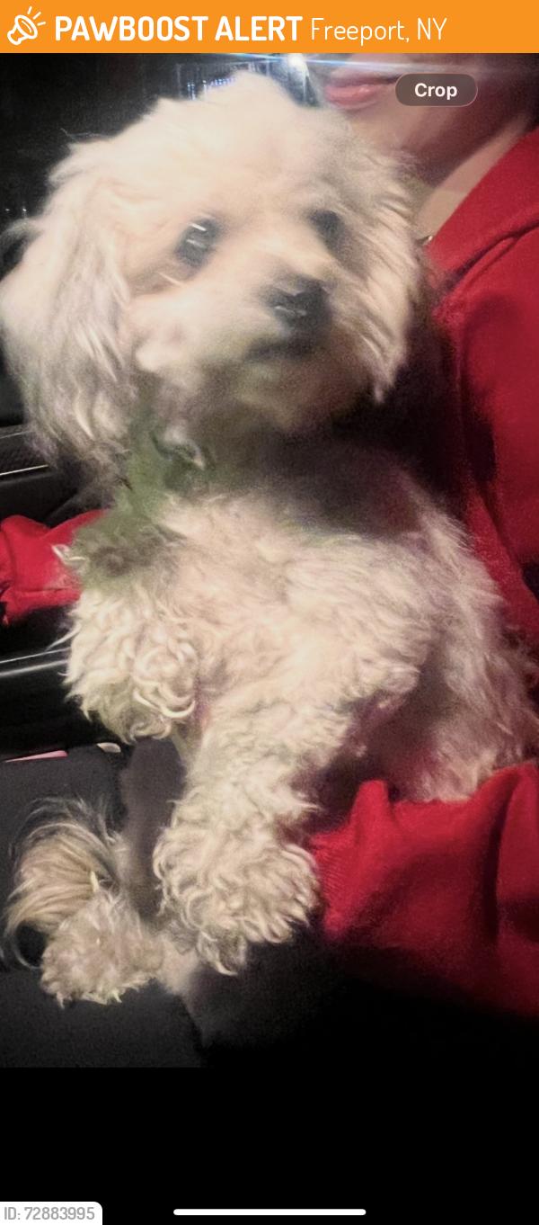Found/Stray Unknown Dog last seen S. Long Beach Ave , Freeport, NY 11520