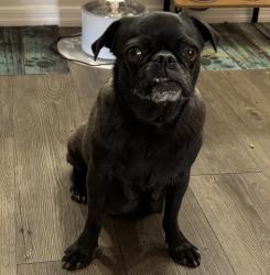 Found/Stray Female Dog last seen The intersection of Miller and Southern in Buckeye,AZ, Buckeye, AZ 85326