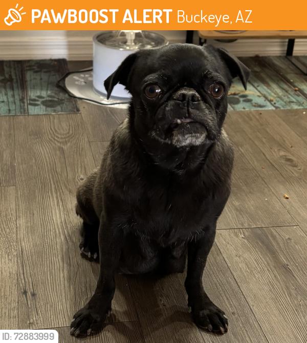 Found/Stray Female Dog last seen The intersection of Miller and Southern in Buckeye,AZ, Buckeye, AZ 85326