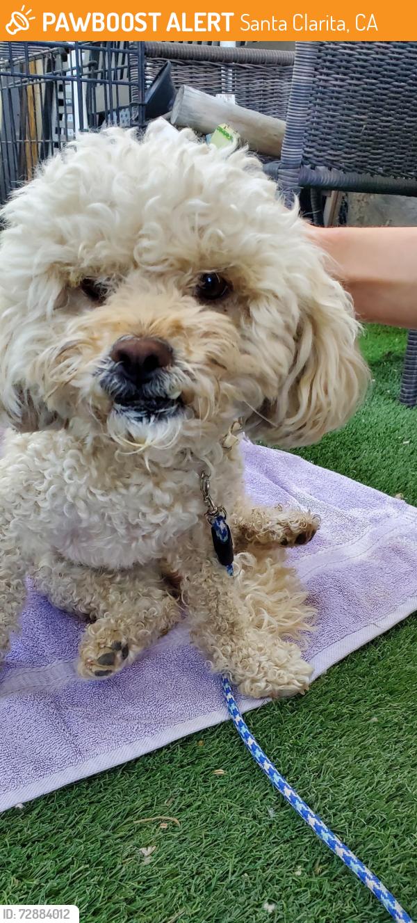 Found/Stray Male Dog last seen Cali lake rv resort, Santa Clarita, CA 91355