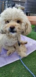Found/Stray Male Dog last seen Cali lake rv resort, Santa Clarita, CA 91355