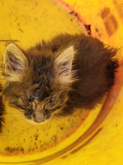 Shelter Stray Female Cat last seen Near BLOCK E DREXEL AVE, 4710 TX-151, San Antonio, TX 78227, USA