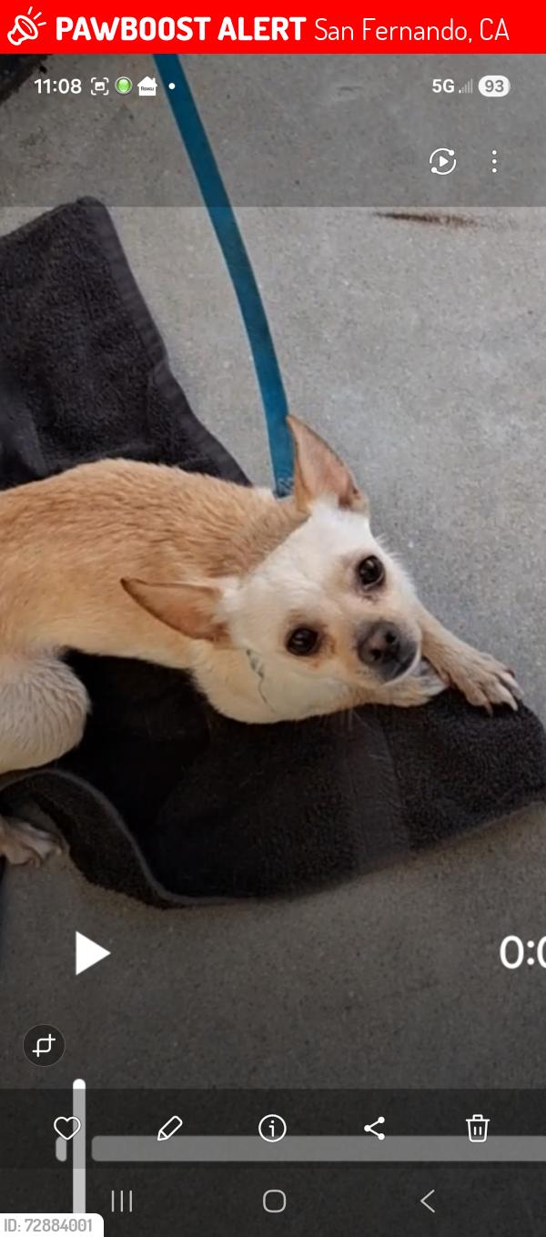Lost Male Dog last seen De Garmo ave , San Fernando, CA 91340