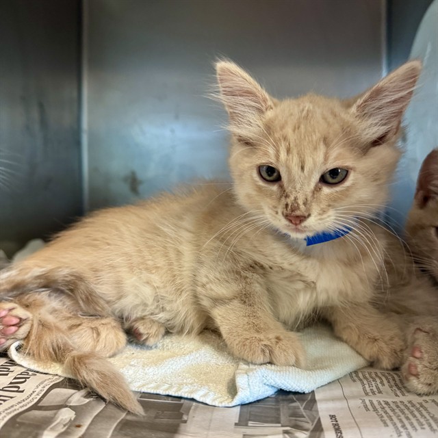 Shelter Stray Male Cat last seen Near BLOCK MADISON ST, RIVERSIDE, CA 92504, Jurupa Valley, CA 92509