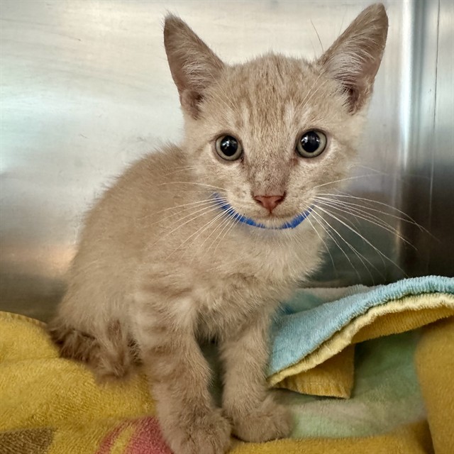 Shelter Stray Male Cat last seen Near BLOCK MADISON ST, RIVERSIDE, CA 92504, Jurupa Valley, CA 92509