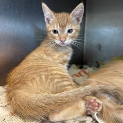 Shelter Stray Male Cat last seen Near BLOCK MADISON ST, RIVERSIDE, CA 92504, Jurupa Valley, CA 92509