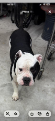 Found/Stray Male Dog last seen Jackson/149, Montgomery, TX 77316