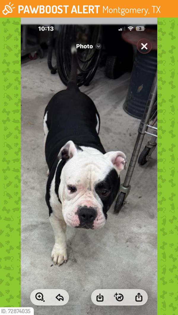 Found/Stray Male Dog last seen Jackson/149, Montgomery, TX 77316