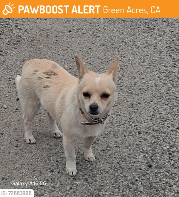 Found/Stray Unknown Dog last seen Catlin, Green Acres, CA 92545