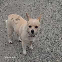 Found/Stray Unknown Dog last seen Catlin, Green Acres, CA 92545