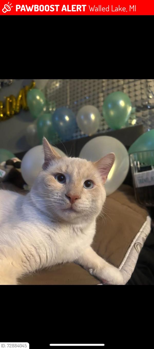 Lost Male Cat last seen Pontiac lake trail & decker, Walled Lake, MI 48390