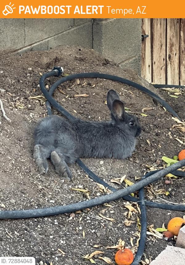 Found/Stray Unknown Rabbit last seen parkside dr and Greenway dr , Tempe, AZ 85283