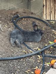 Found/Stray Unknown Rabbit last seen parkside dr and Greenway dr , Tempe, AZ 85283