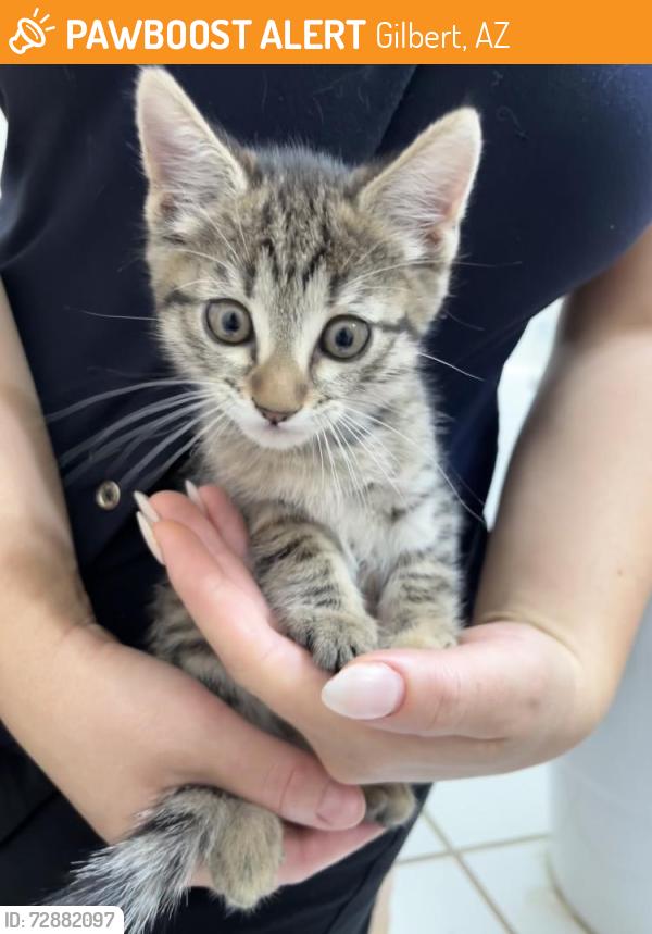 Surrendered Female Cat last seen Gilbert, Rancho del Verde park, Gilbert, AZ 85298