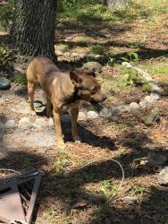 Found/Stray Male Dog last seen Near Shiloh cemetery, Sumner, FL 32625