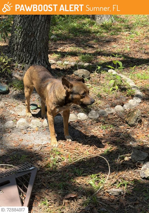 Found/Stray Male Dog last seen Near Shiloh cemetery, Sumner, FL 32625