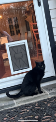Lost Female Cat last seen Haytown Road, Clinton Township, NJ 08833