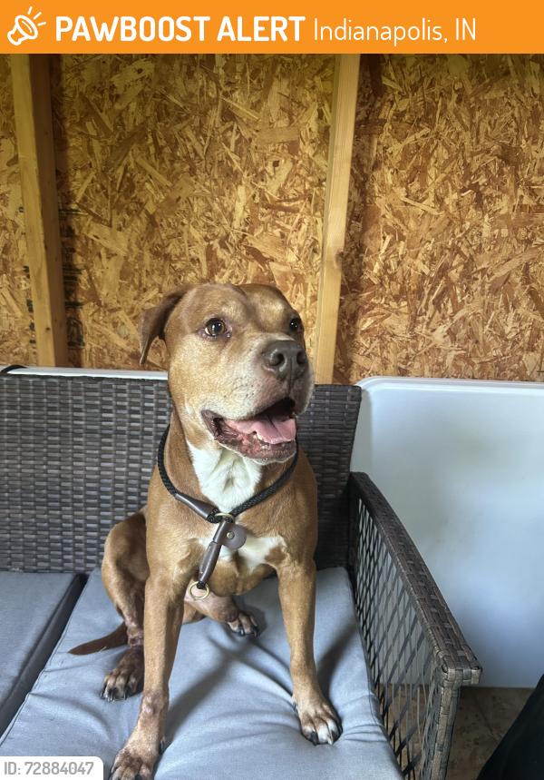 Found/Stray Male Dog last seen Franklin Rd and Thompson Rd, Indianapolis, IN 46239