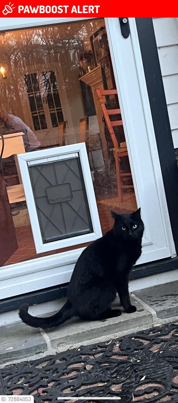 Lost Female Cat last seen Haytown Road, Clinton Township, NJ 08833