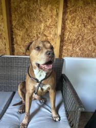 Found/Stray Male Dog last seen Franklin Rd and Thompson Rd, Indianapolis, IN 46239