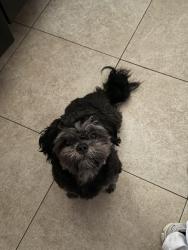 Lost Male Dog last seen Angus and ashlan , Fresno, CA 93726