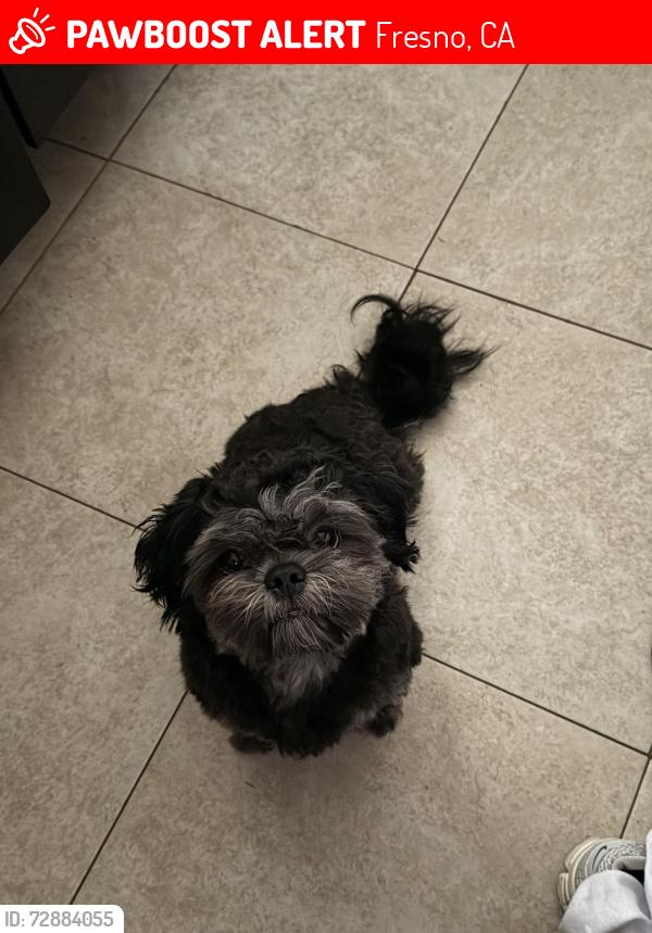 Lost Male Dog last seen Angus and ashlan , Fresno, CA 93726