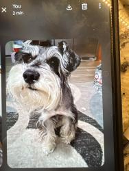 Lost Male Dog last seen 8th street zephyrhills , Zephyrhills, FL 33542