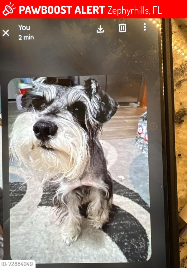 Lost Male Dog last seen 8th street zephyrhills , Zephyrhills, FL 33542
