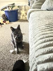 Reunited Male Cat last seen S street and 15th off of Q , Springfield, OR 97477