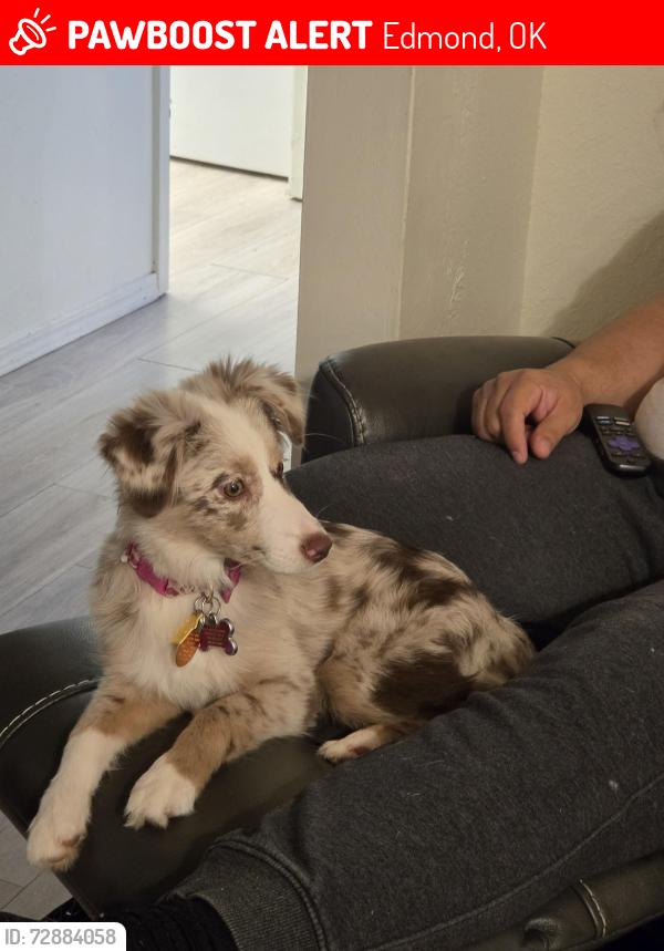 Lost Female Dog last seen 15th & Boulevard , Edmond, OK 73013
