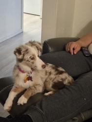 Lost Female Dog last seen 15th & Boulevard , Edmond, OK 73013