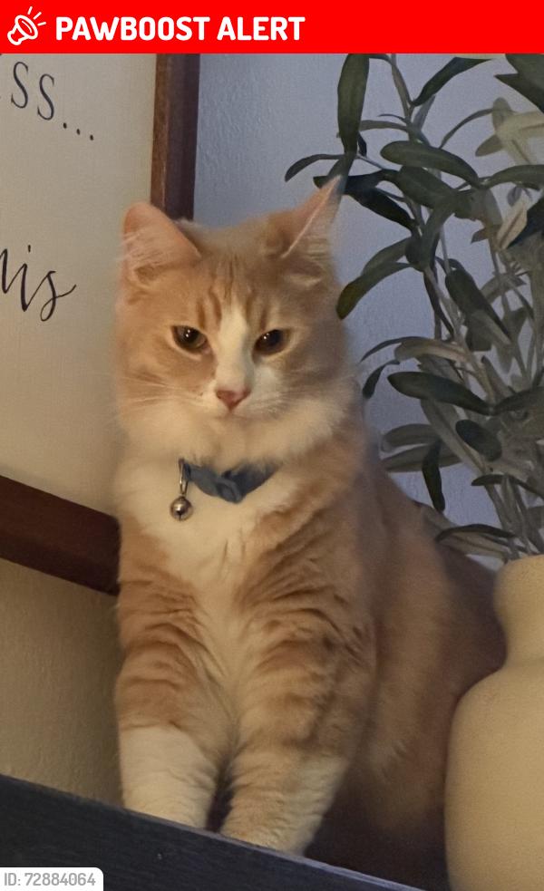 Lost Male Cat last seen Walmart , Huntington Beach, CA 92646
