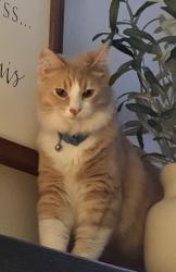 Lost Male Cat last seen Walmart , Huntington Beach, CA 92646