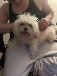 Found/Stray Male Dog last seen Speedway near Lexington , Saint Paul, MN 55104