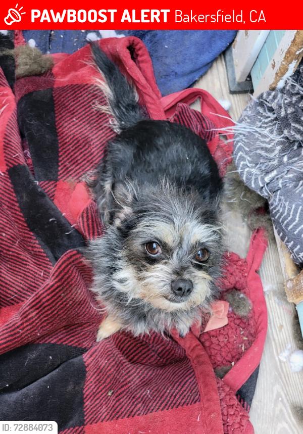 Lost Female Dog last seen Panama ln, Bakersfield, CA 93307