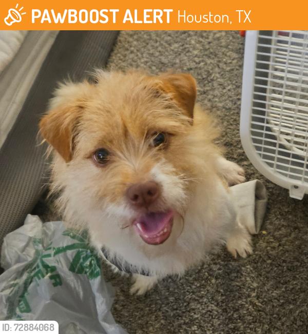 Found/Stray Female Dog last seen Hunters cove apmts , Houston, TX 77091